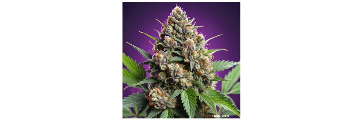 TiDis Grow: Blueberry Small Buds - TiDis Grow: Blueberry Small Buds