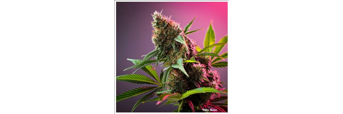 TiDis Grow: CBD Blüten California Haze | Aroma: Intensiv | Fruchtig Süß | CBD Anteil: 21% - ohne hinzugefügte Cannaboide   - TiDis Grow: CBD Blüten California Haze | Aroma: Intensiv | Fruchtig Süß | CBD Anteil: 21% - ohne hinzugefügte Cannaboide  