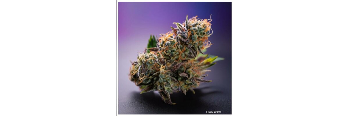 TiDis Grow: CBD Blüten Lemon Kush | Aroma: Intensiv | Fruchtig Exotisch | CBD Anteil: 16,5% - ohne hinzugefügte Cannaboide - TiDis Grow: CBD Blüten Lemon Kush | Aroma: Intensiv | Fruchtig Exotisch | CBD Anteil: 16,5% - ohne hinzugefügte Cannaboide