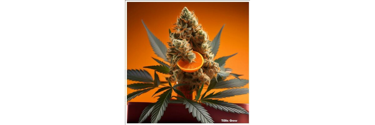 TiDis Grow: CBD Blüten ORANGE CBD BOOST | Aroma: Intensiv | Fruchtig Zitrus | CBD Anteil: 44% - hinzugefügte Cannaboide - TiDis Grow: CBD Blüten ORANGE CBD BOOST | Aroma: Intensiv | Fruchtig Zitrus | CBD Anteil: 44% - hinzugefügte Cannaboide